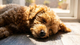Zehnder_CSY_Overheating_Family_Dog Cane che dorme in casa al fresco